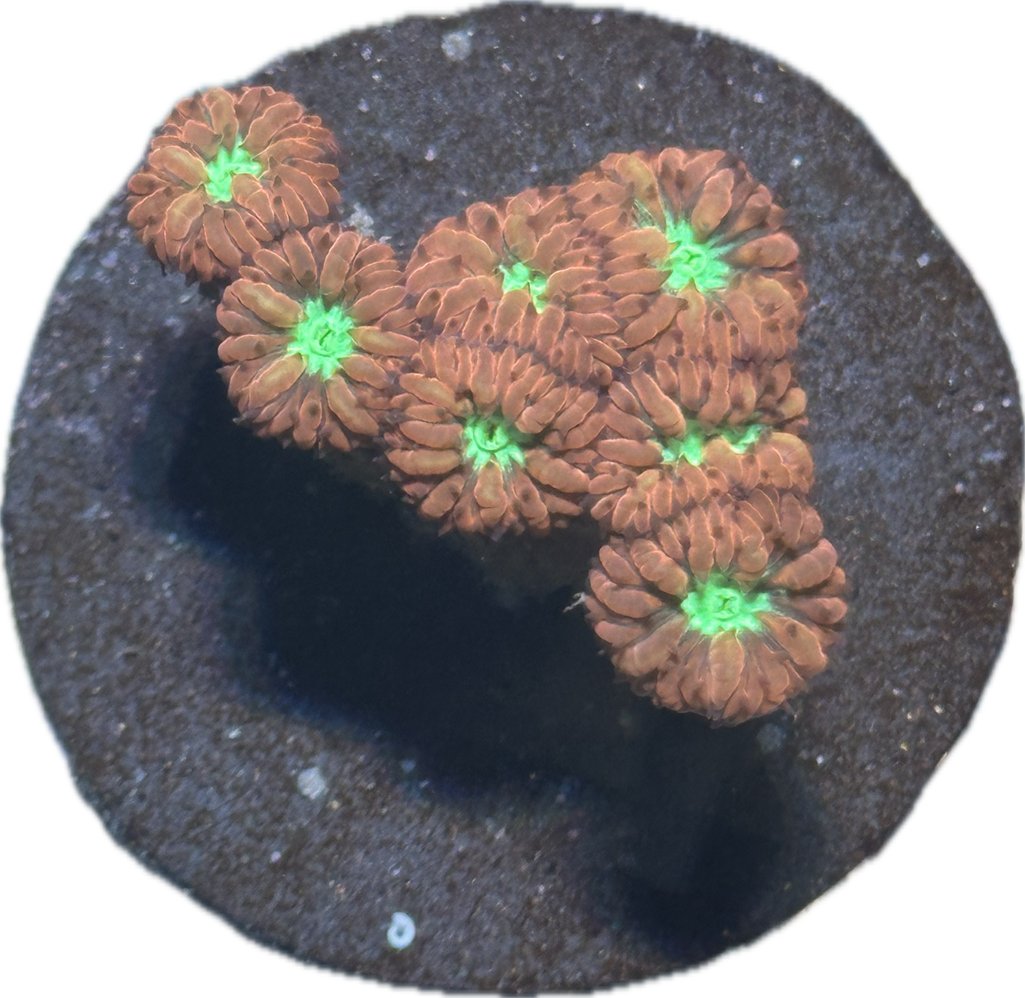 Coral
