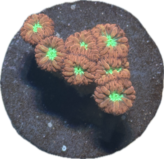 Red Blasto