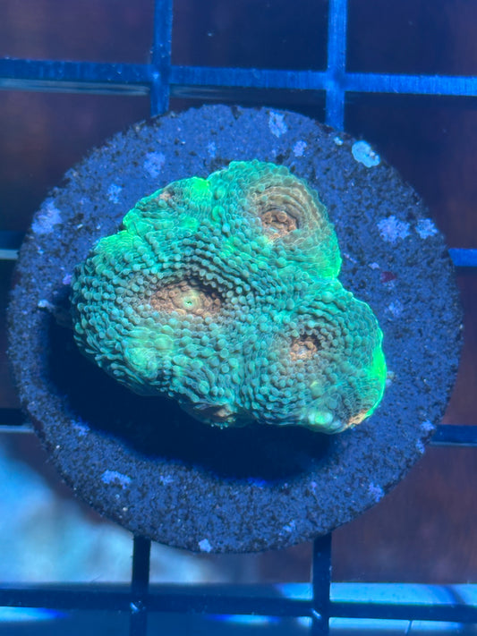 Orange Eye Favia