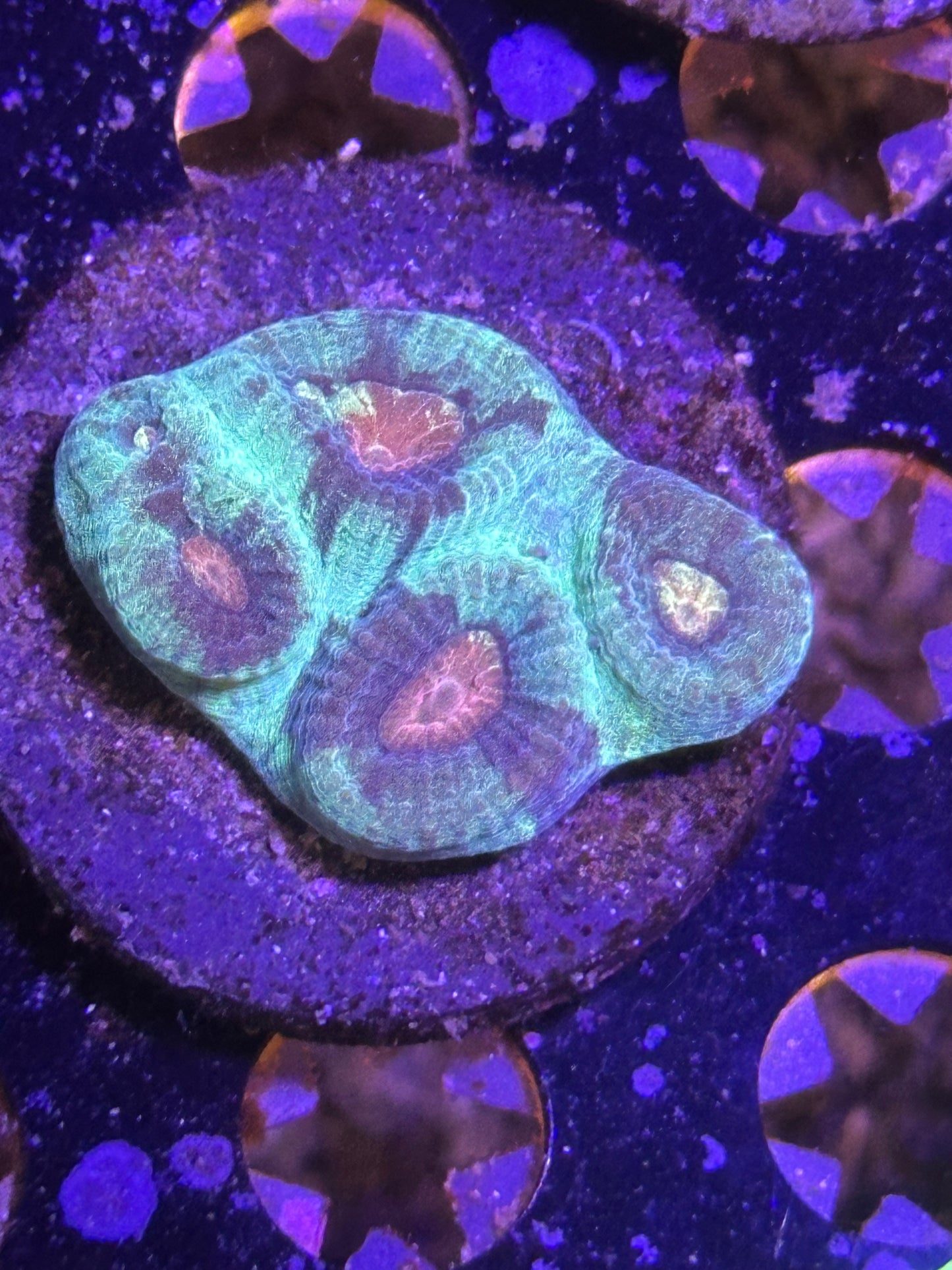 Coral