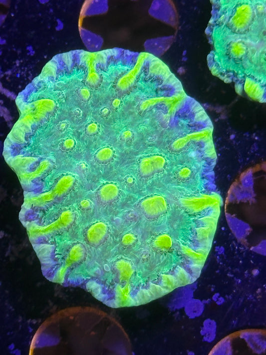 Uranium Leak chalice
