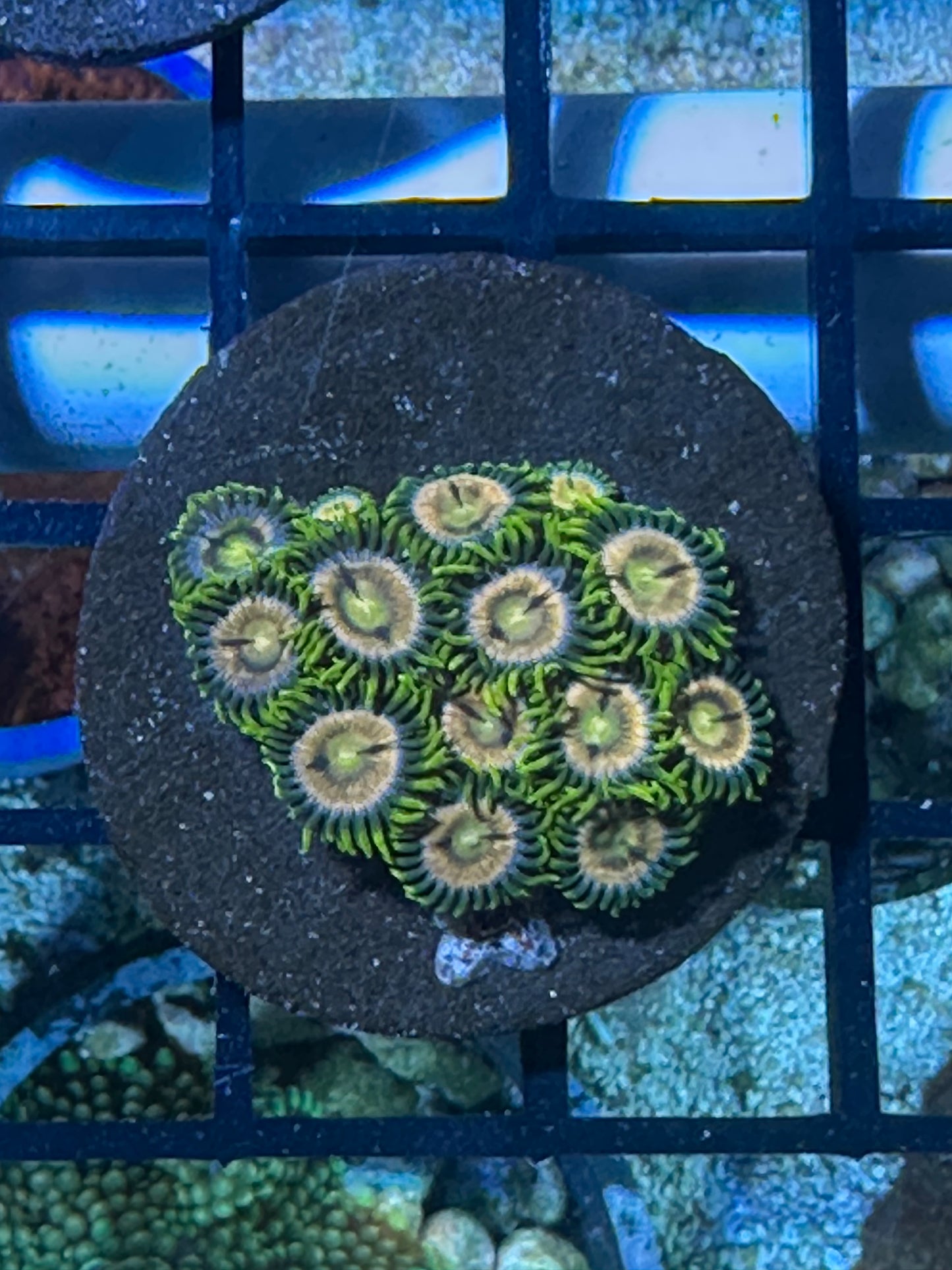 Coral