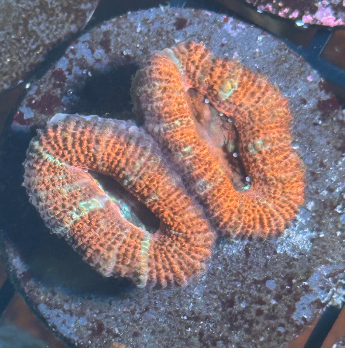 Aussie Acan