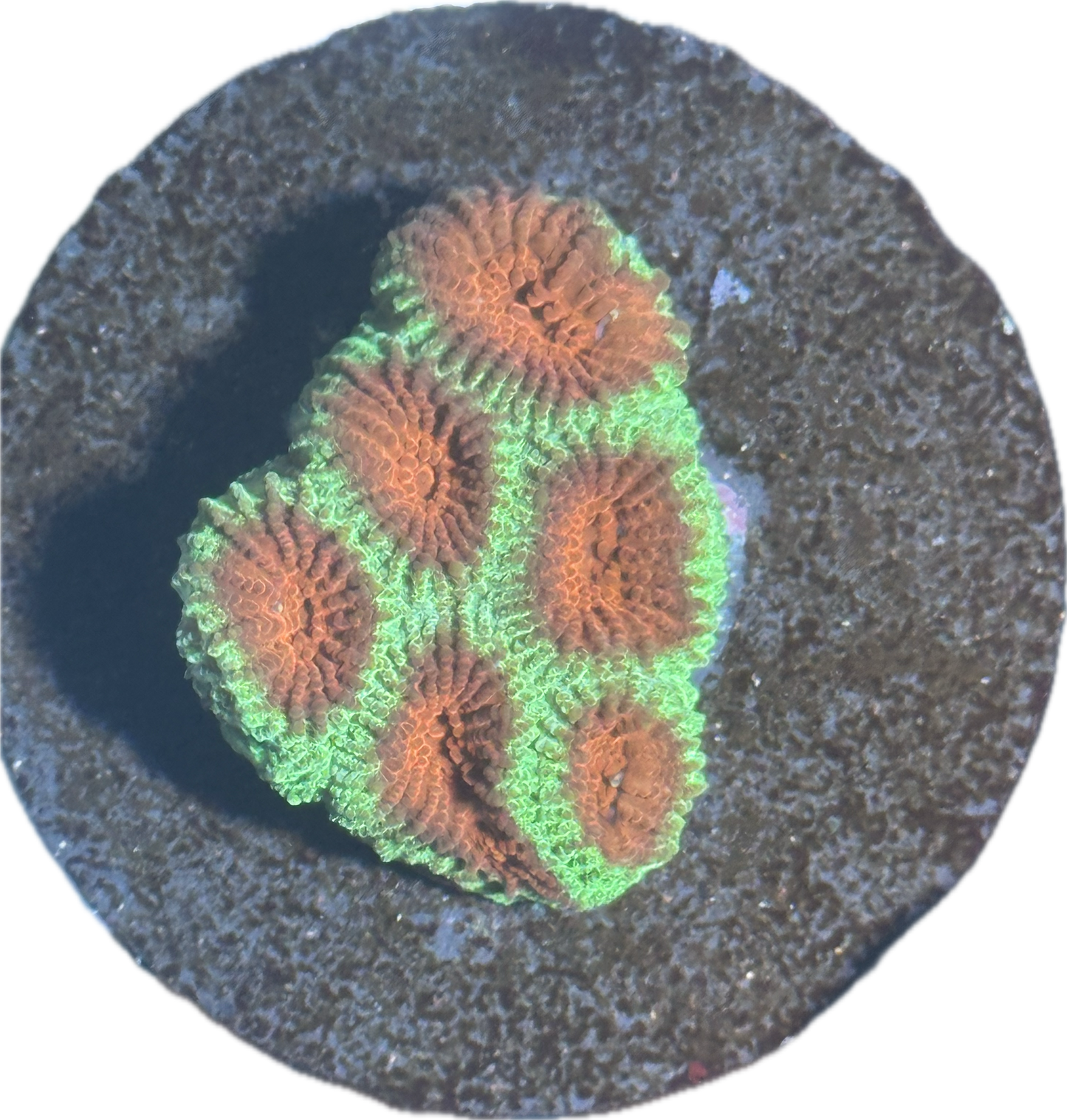 Watermelon Favia