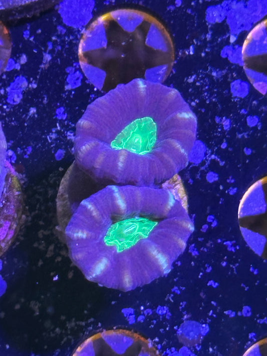 Purple Stripe Candy Cane