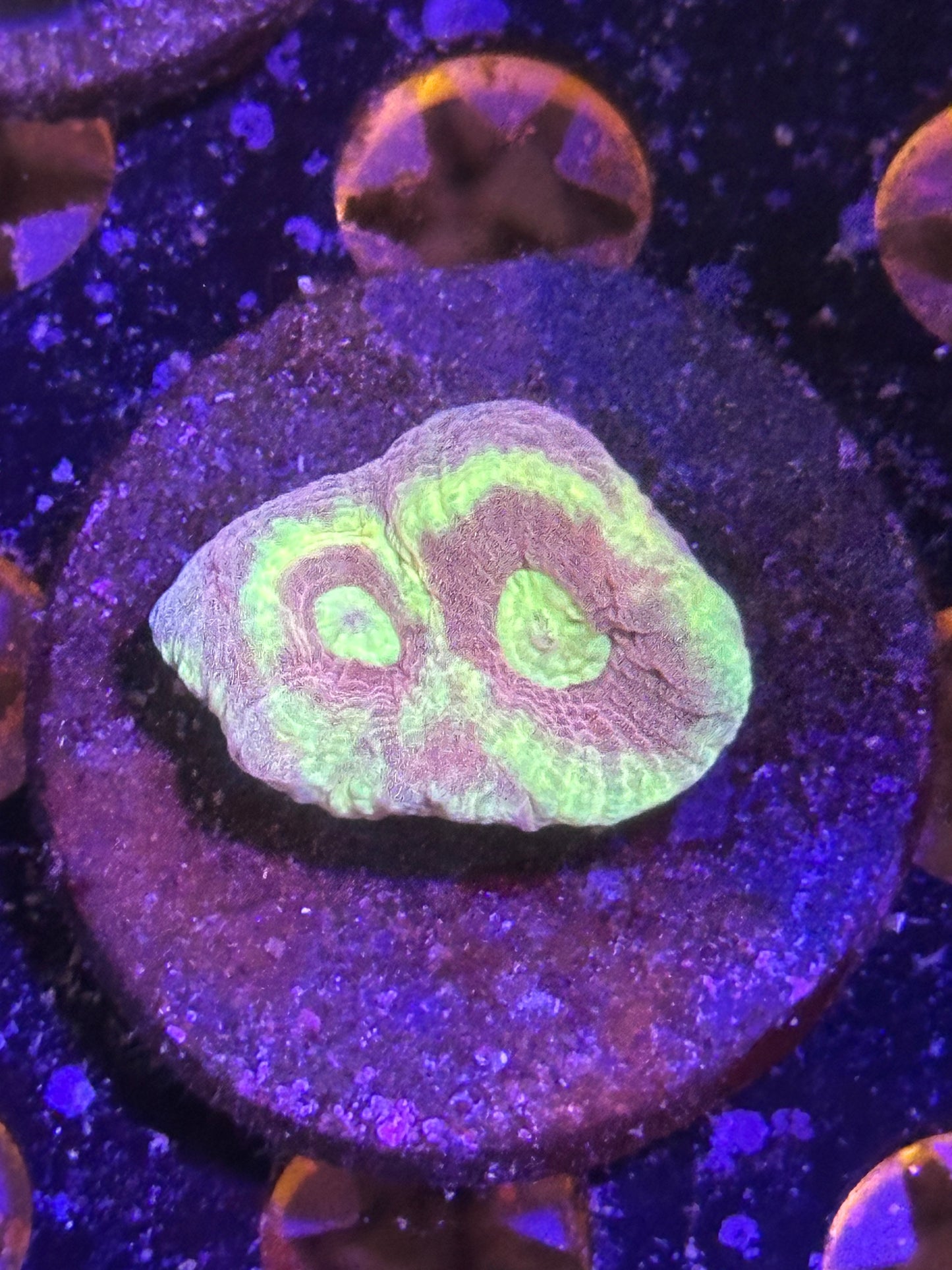 Coral