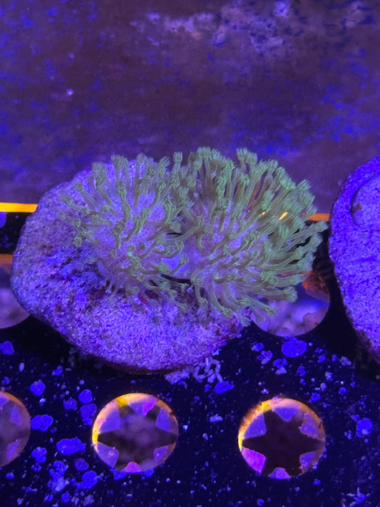 Green polyp Toadstool Leather