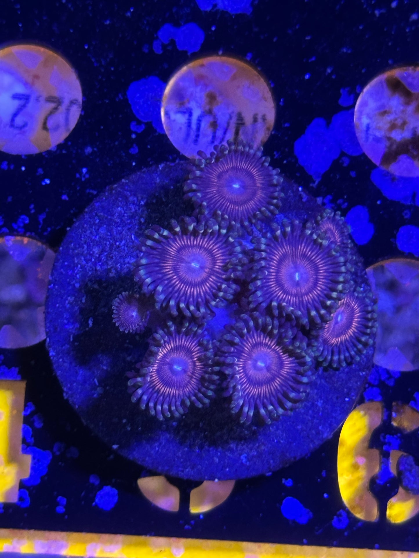 Coral