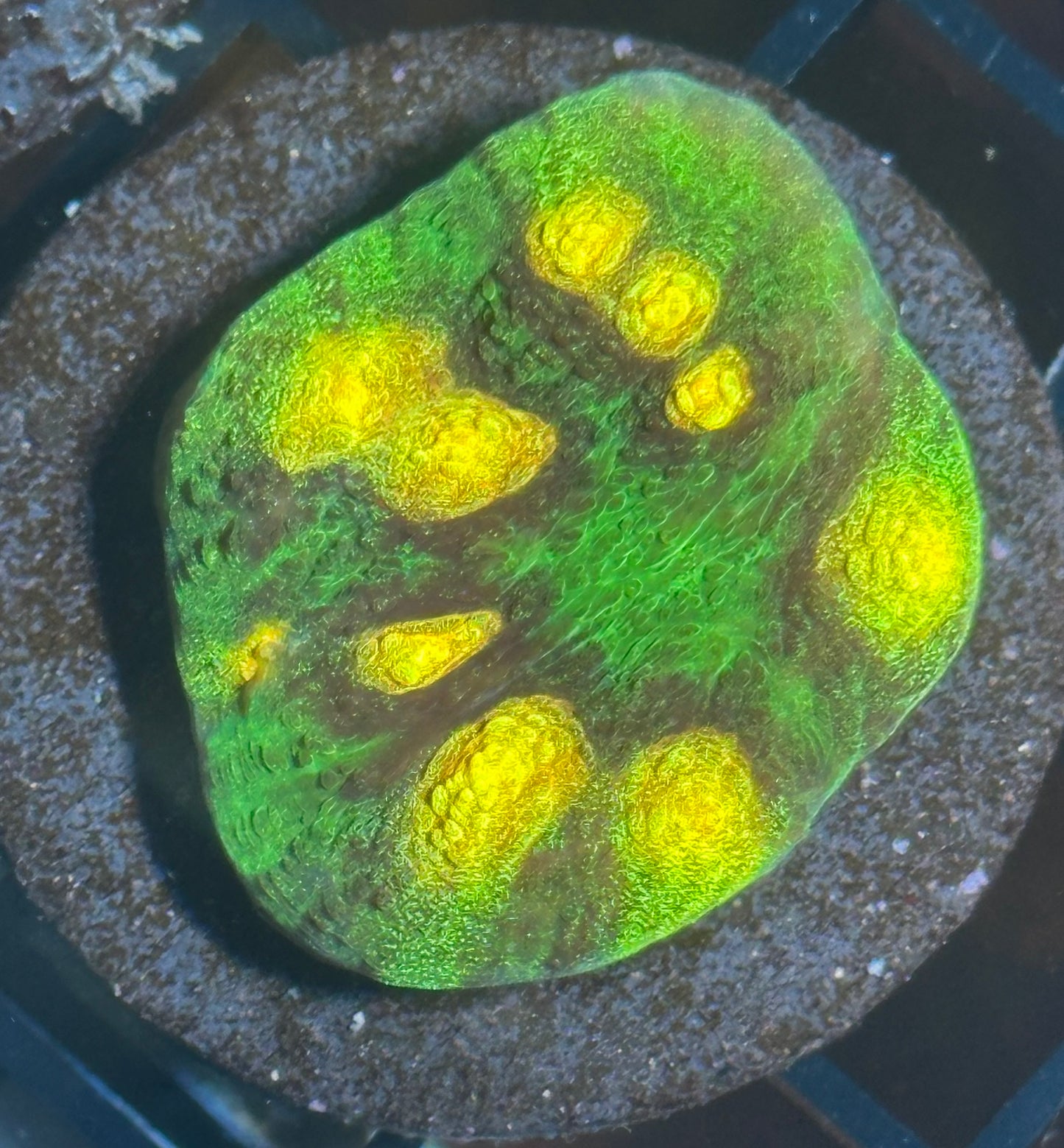 Coral