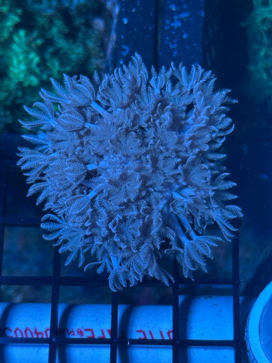 Pulsing Xenia