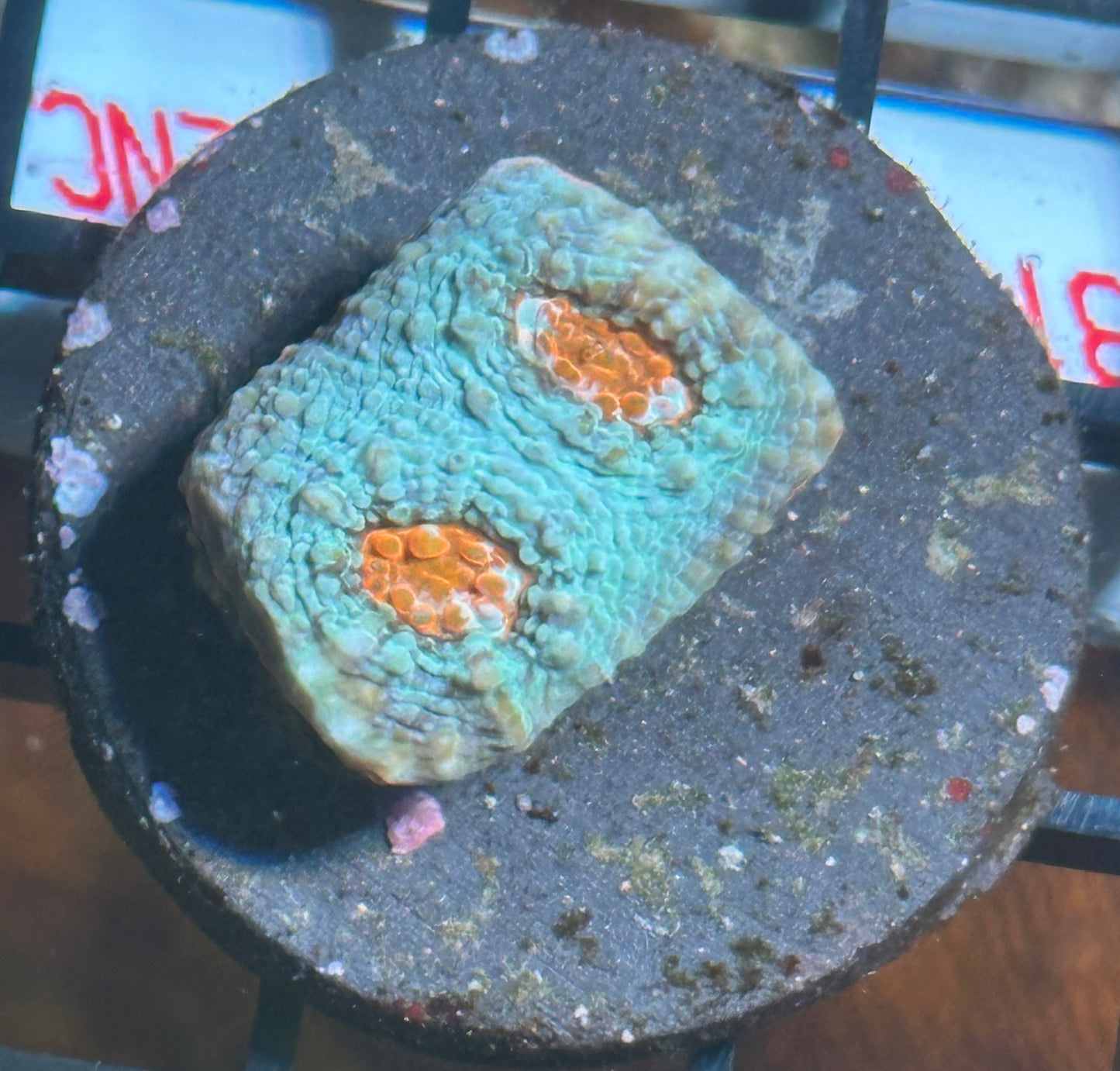 Fire-n-Ice echinata