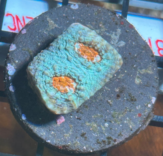 Fire-n-Ice echinata