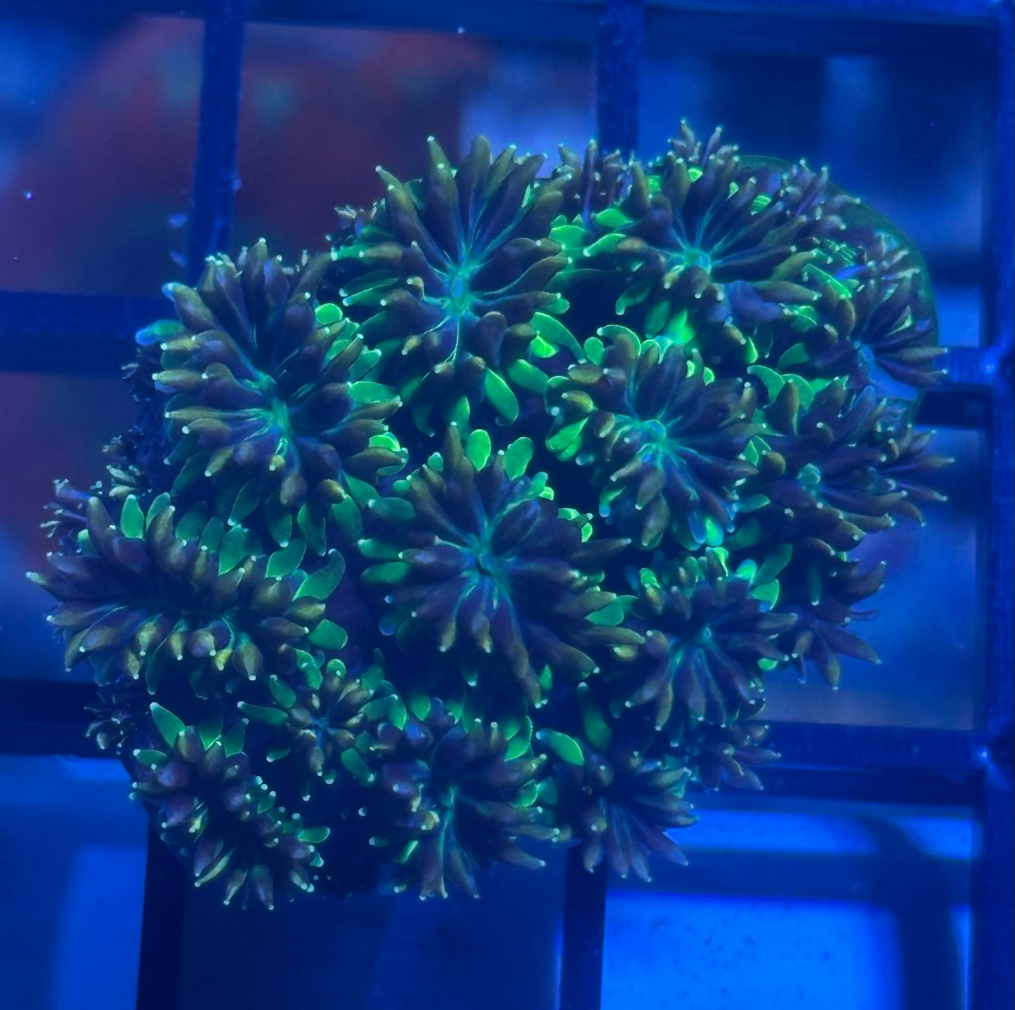 Purple and Green Galaxea