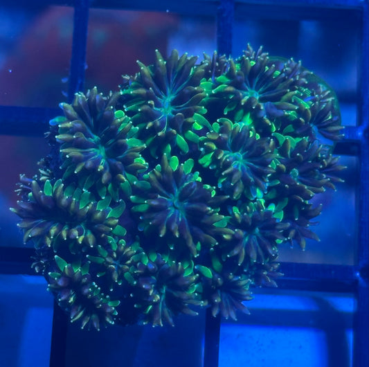 Purple and Green Galaxea