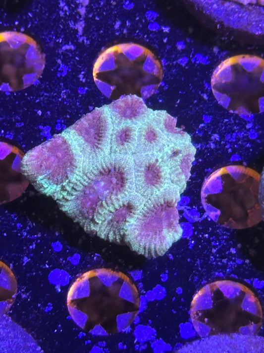 Cosmic Blink Favia