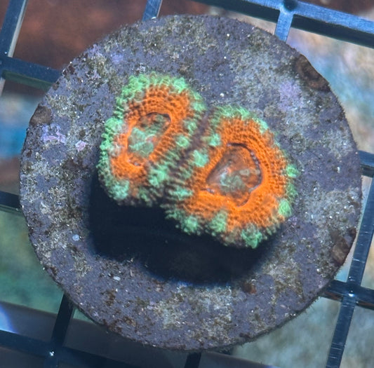 Aussie acan