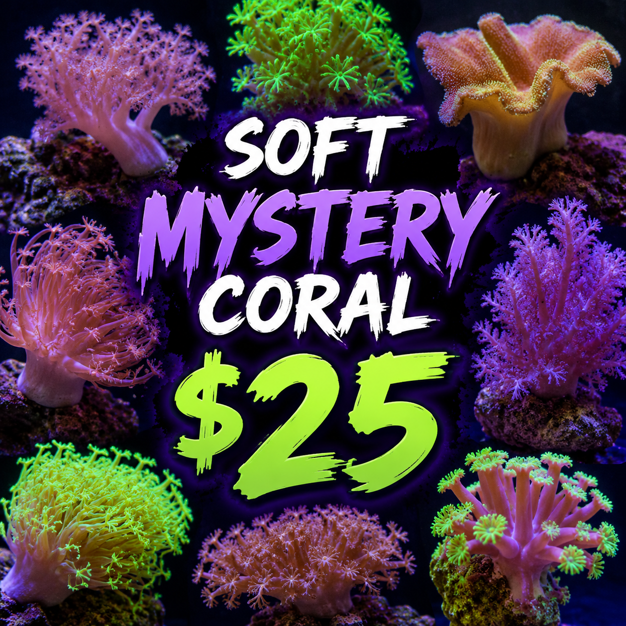 Mystery "Softie" $25