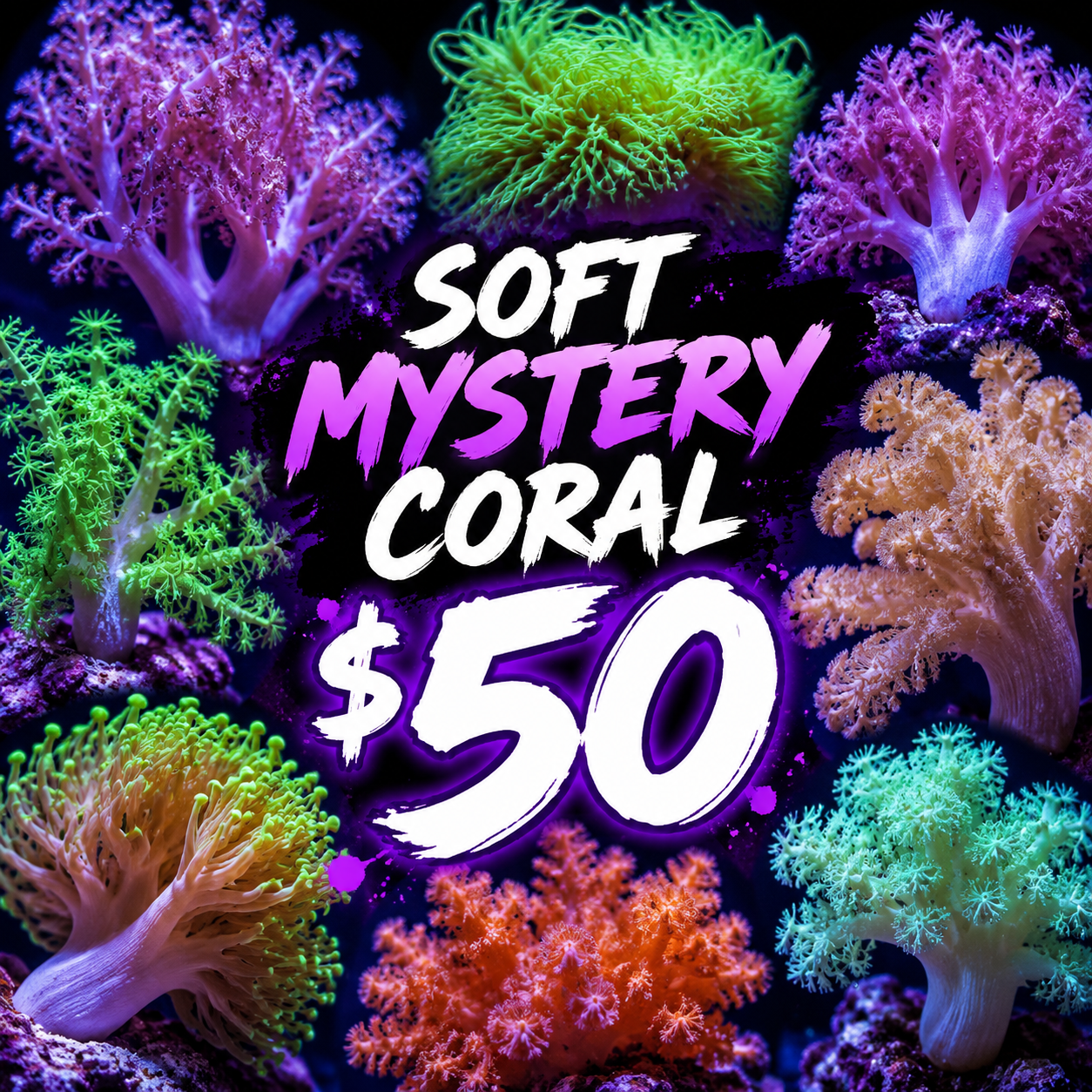 Mystery " Softie" $50