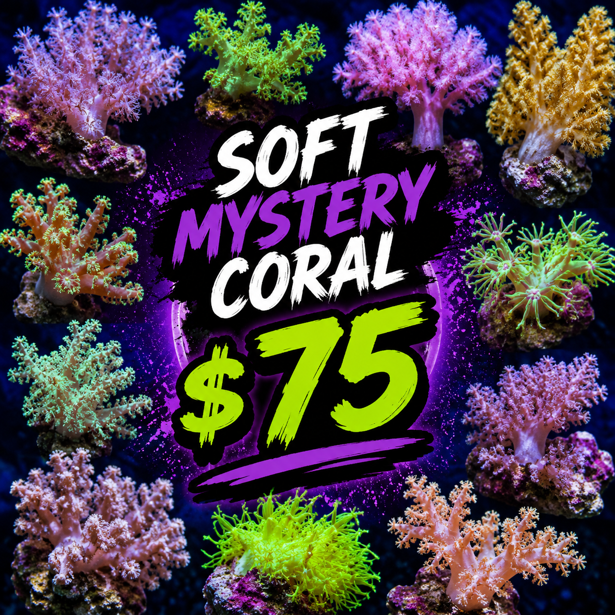 Mystery "Softie" $75