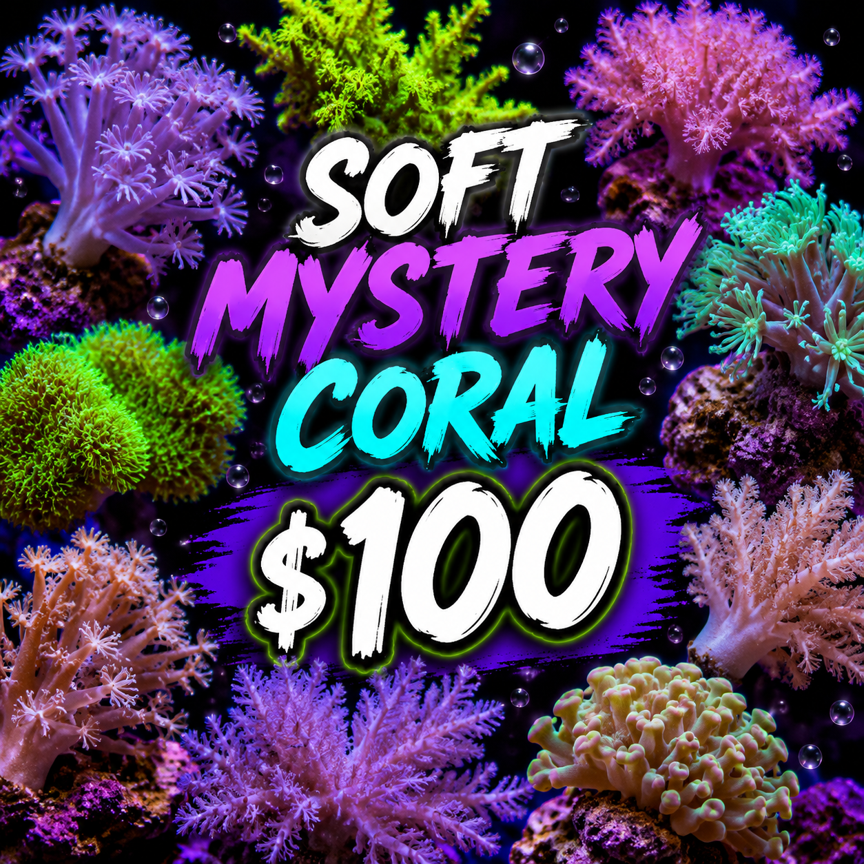 Mystery "Softie" $100