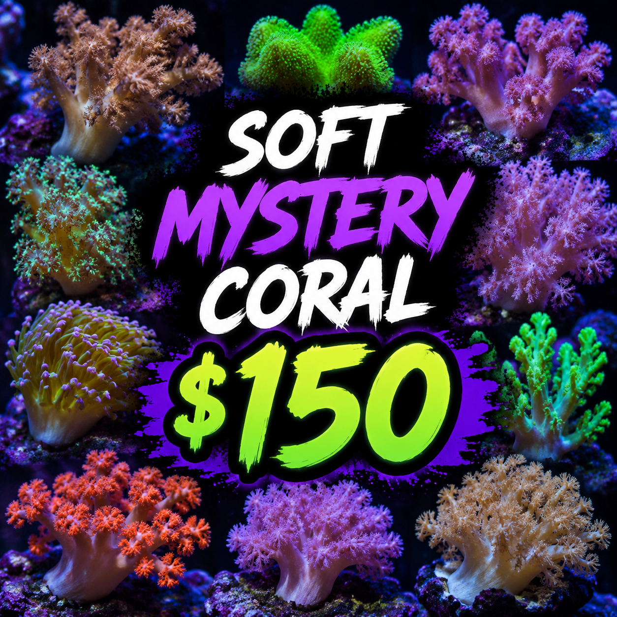 Mystery " Softie" $150