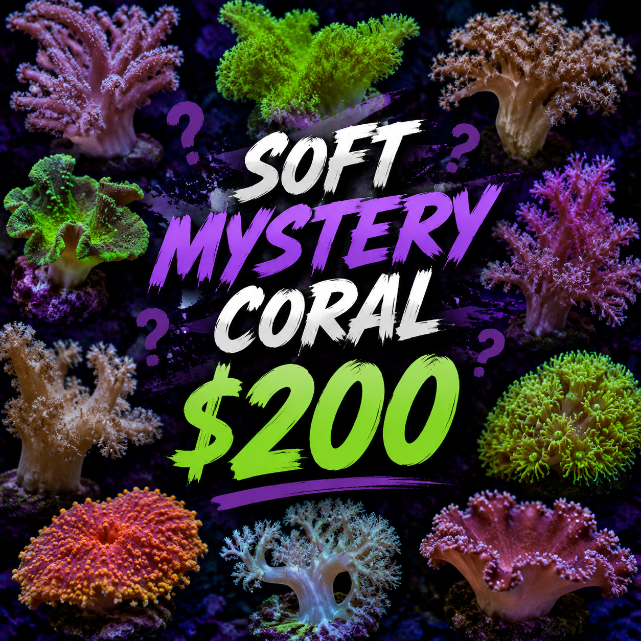 Mystery "Softie" $200