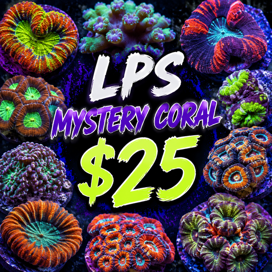 Mystery LPS coral $25