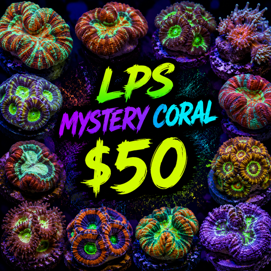Mystery LPS coral $50