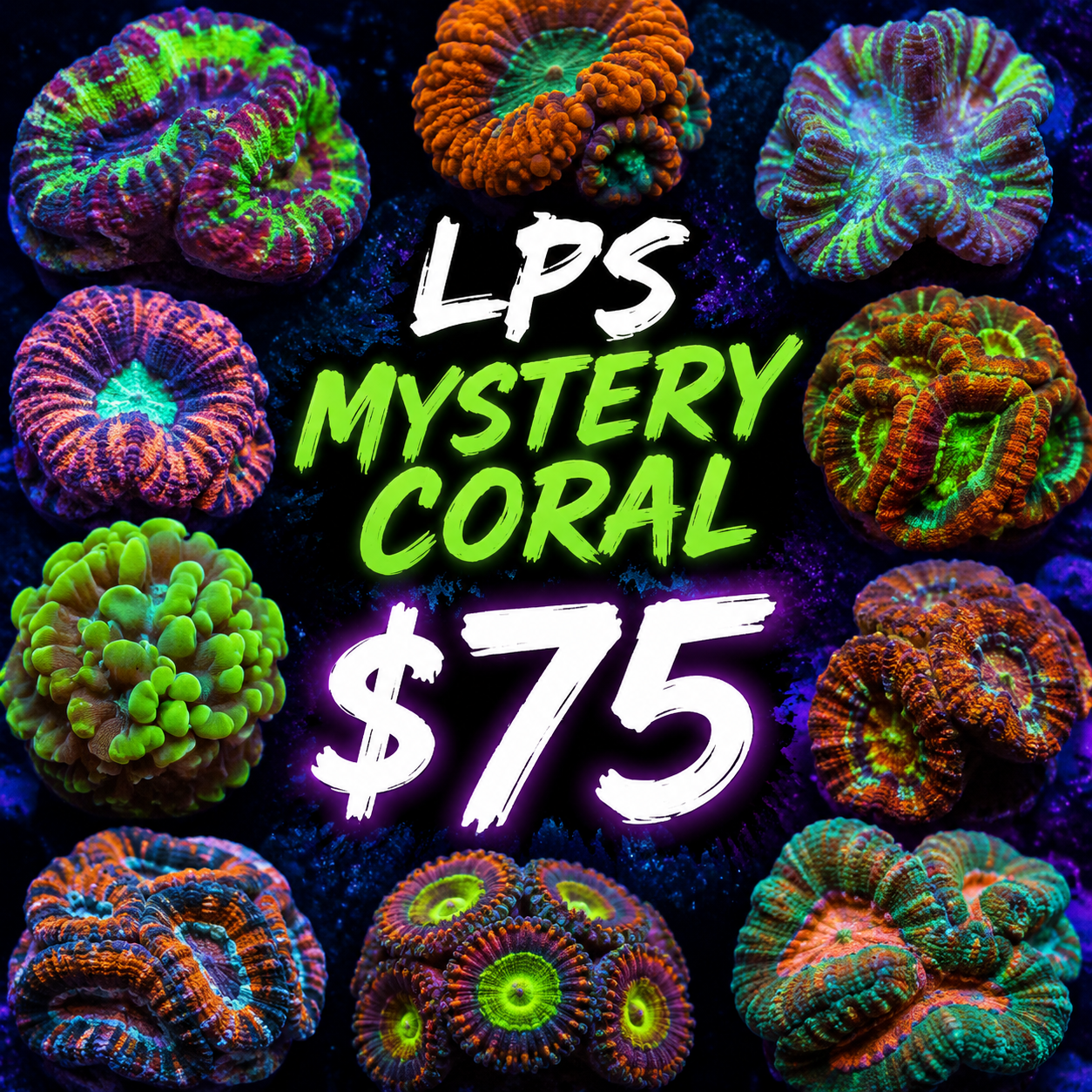 Mystery LPS $75