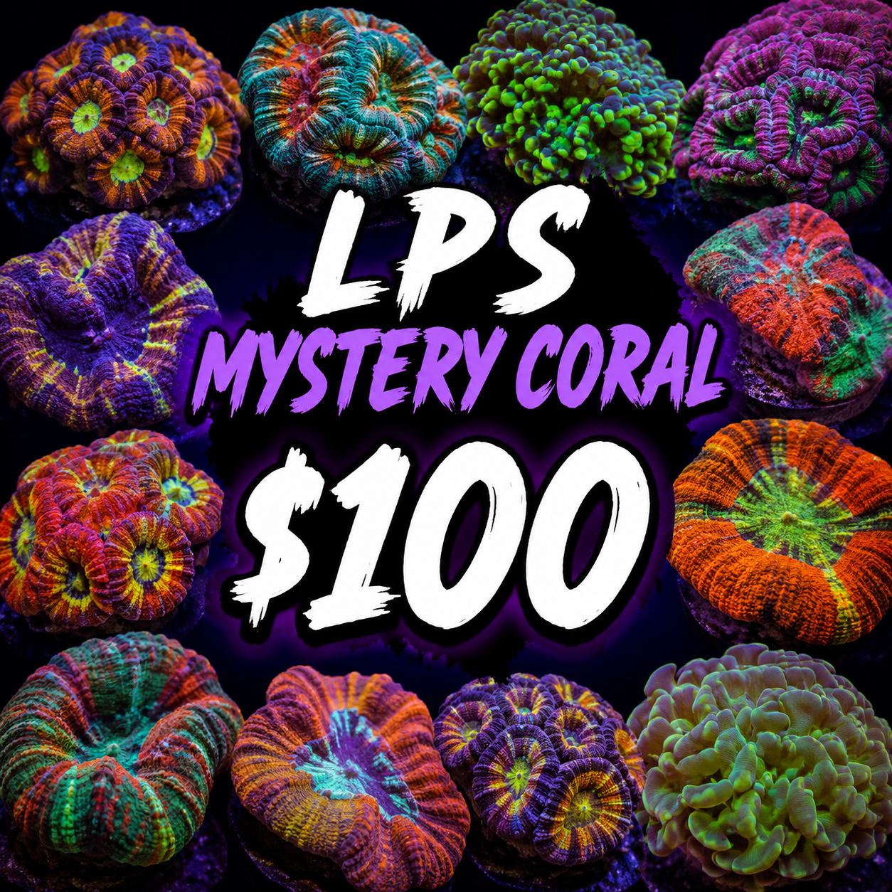 Mystery LPS coral $100
