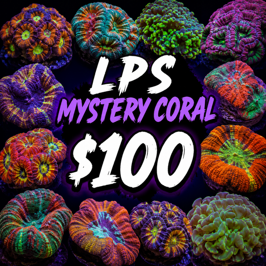 Mystery LPS coral $100