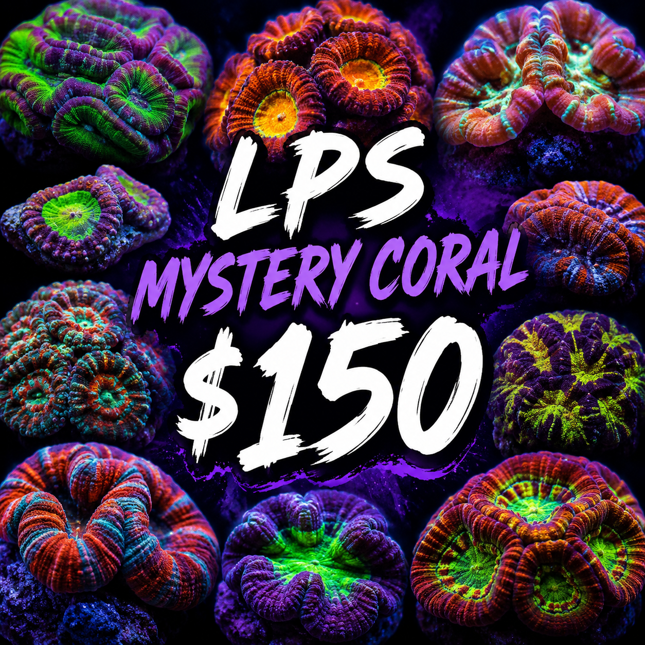 Mystery LPS coral $150