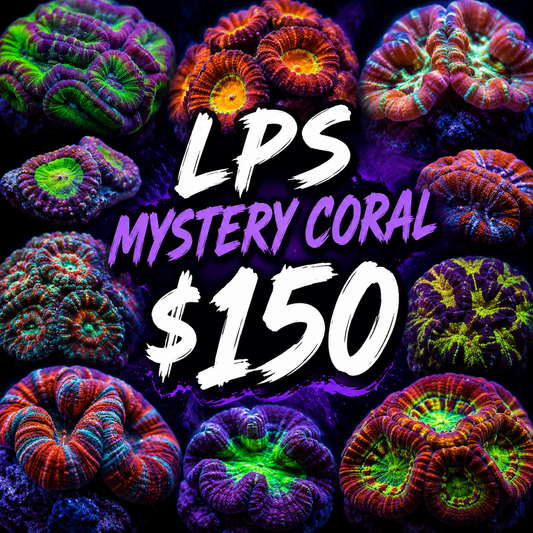 Mystery LPS coral $150