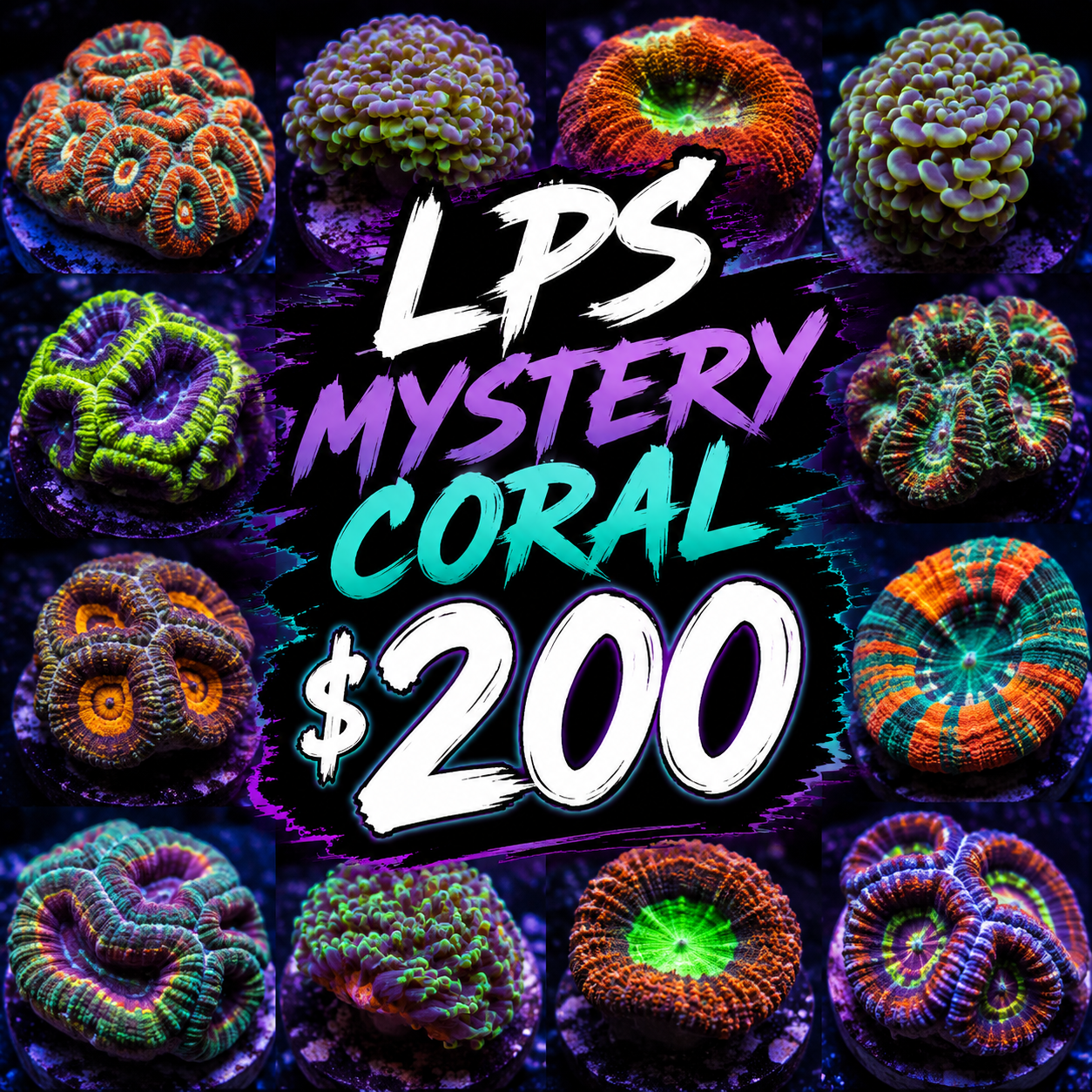 Mystery LPS coral $200