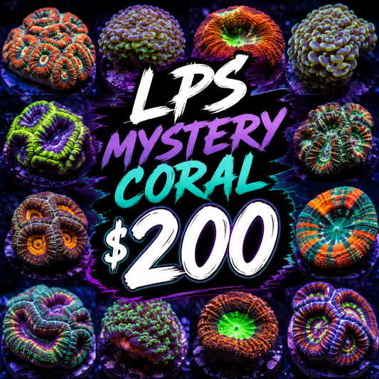 Mystery LPS coral $200