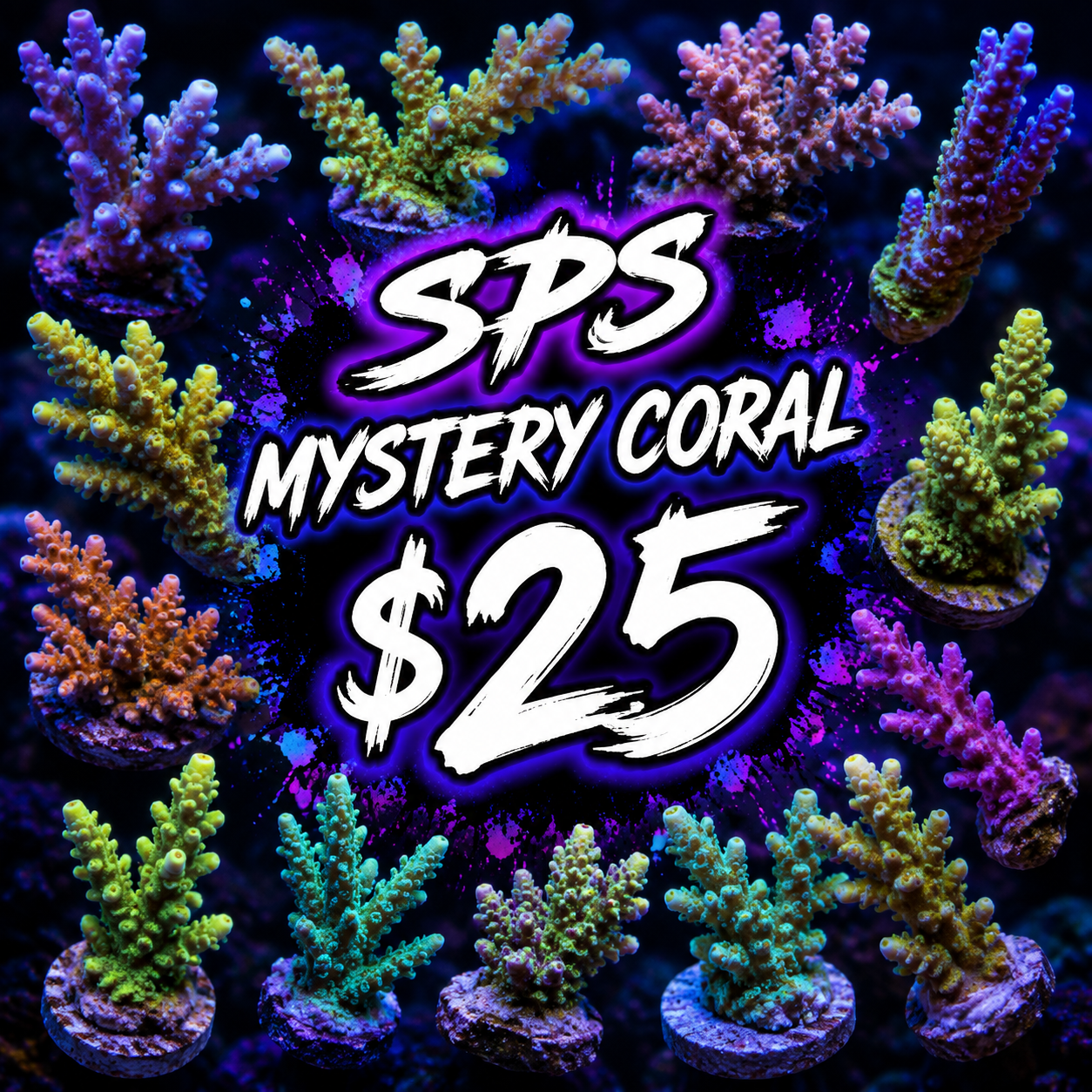 Mystery SPS coral $25