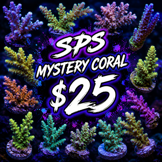 Mystery SPS coral $25