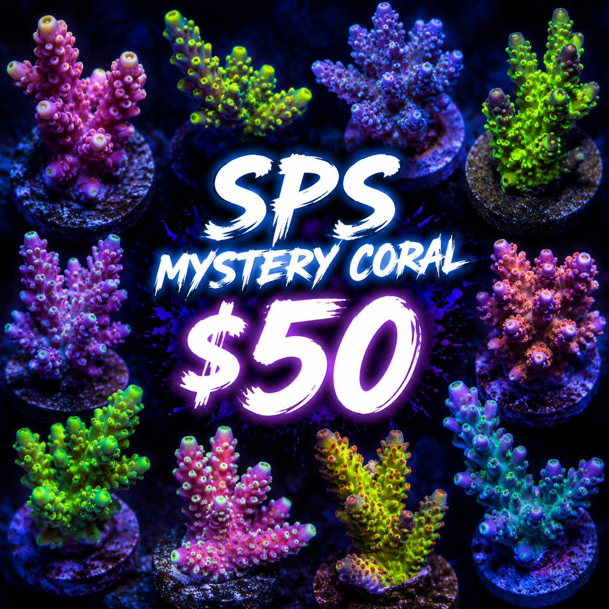 Mystery SPS coral $50