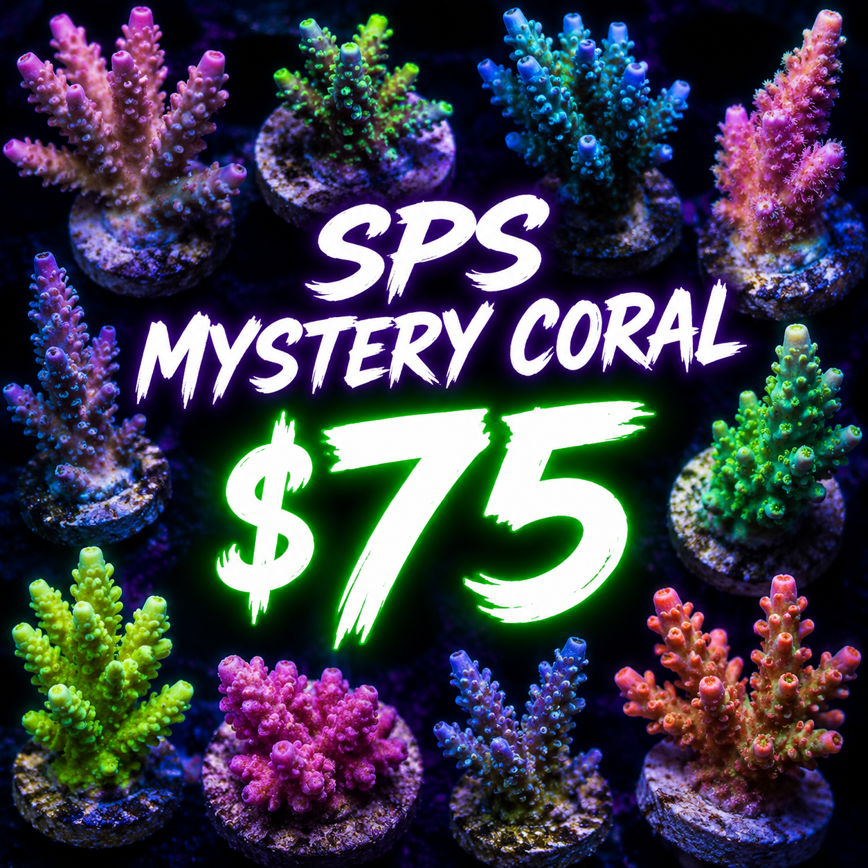 Mystery SPS coral $75