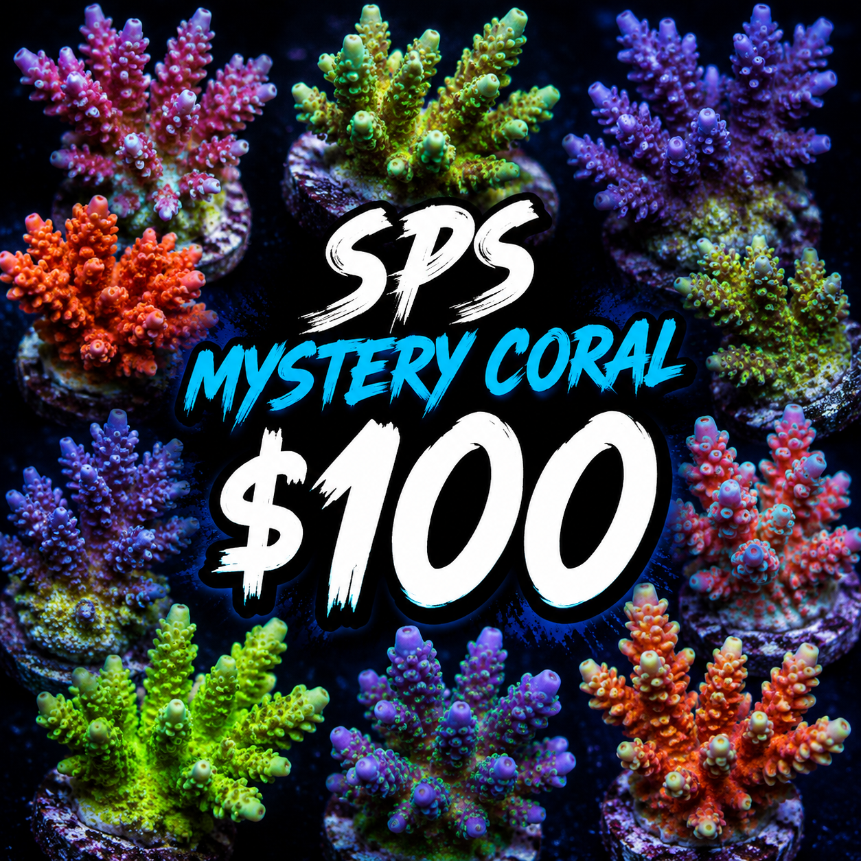 Mystery SPS coral $100