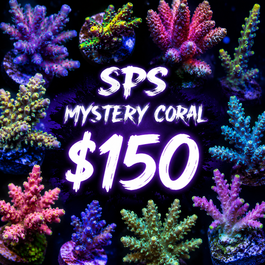 Mystery SPS coral $150