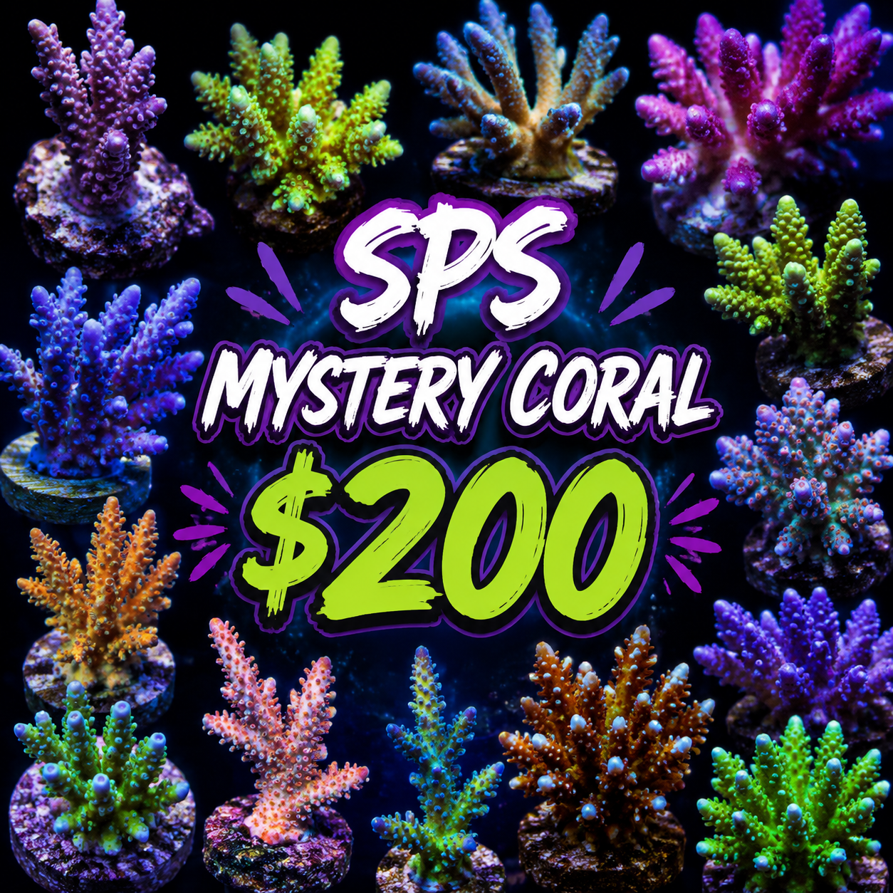 Mystery SPS coral $200