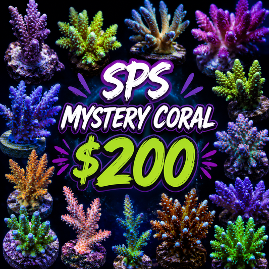 Mystery SPS coral $200