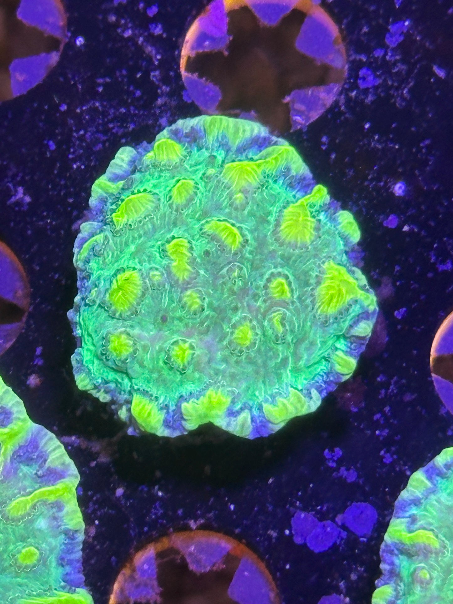 Coral