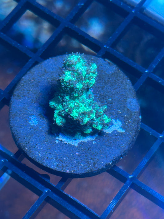 Green Acropora