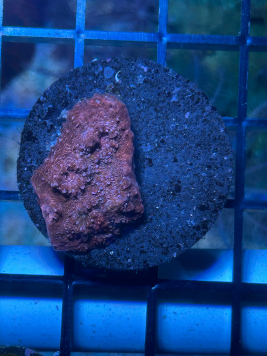 Red Montipora