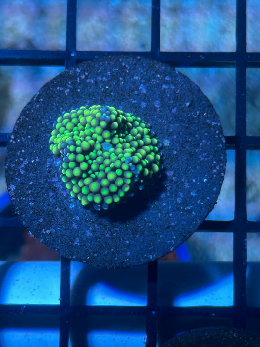 Green Ricordea