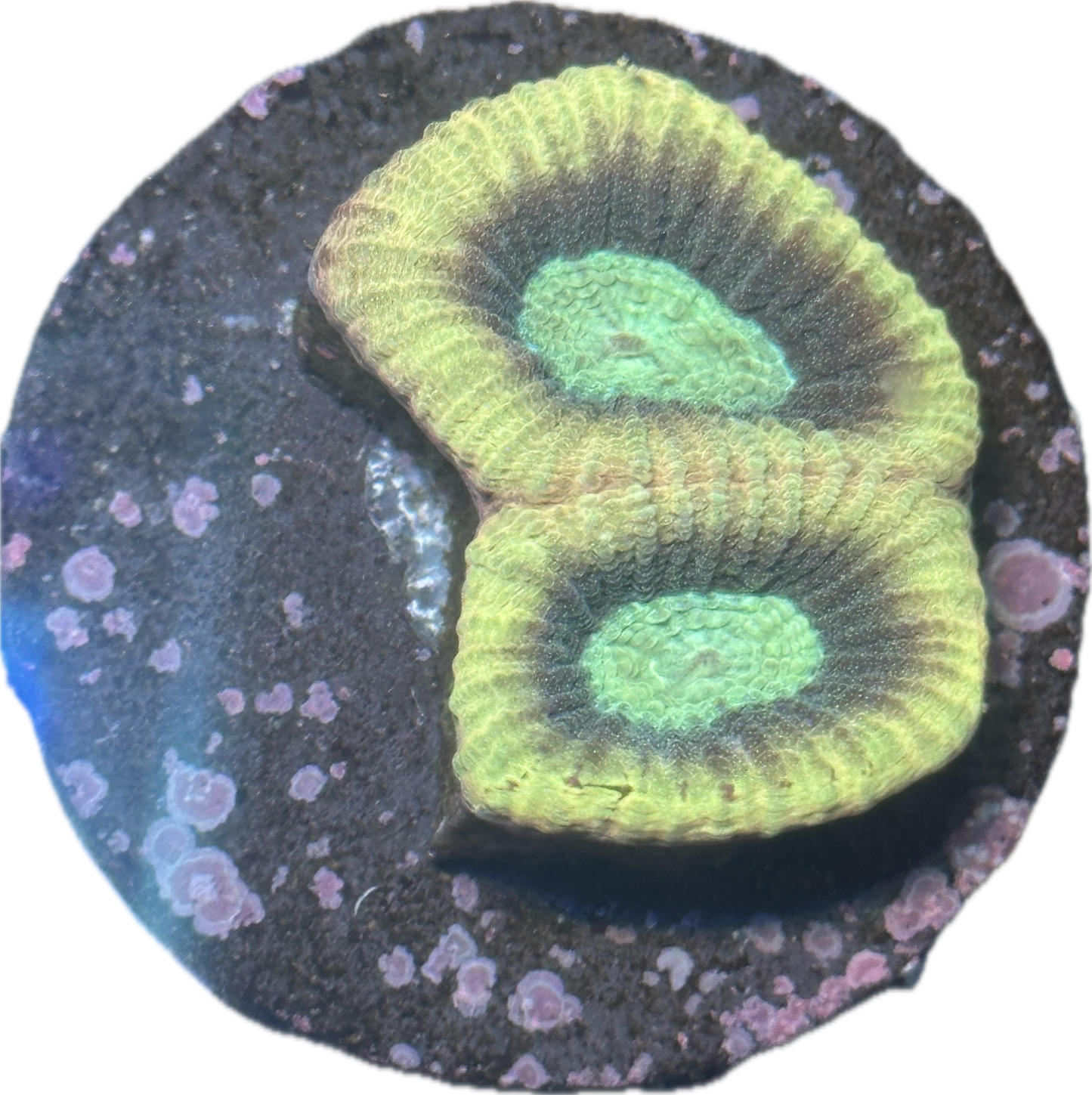 Coral
