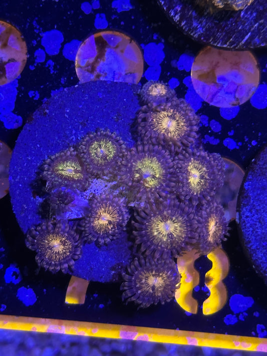 Pandora Zoas