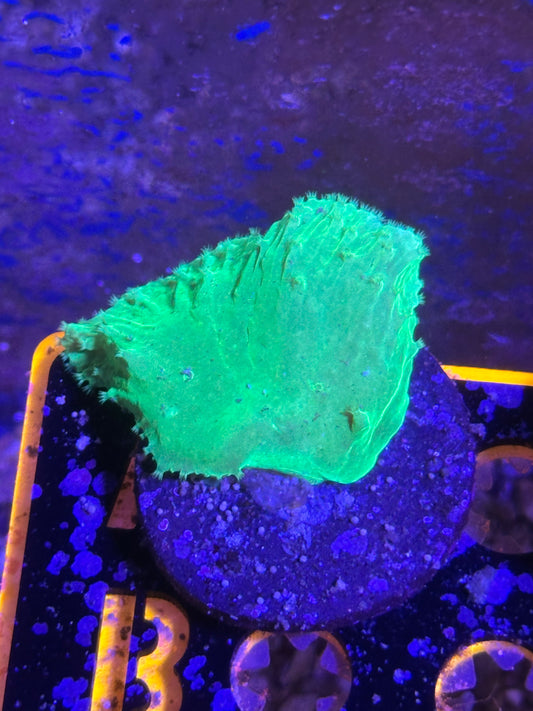 Toxic green cabbage leather